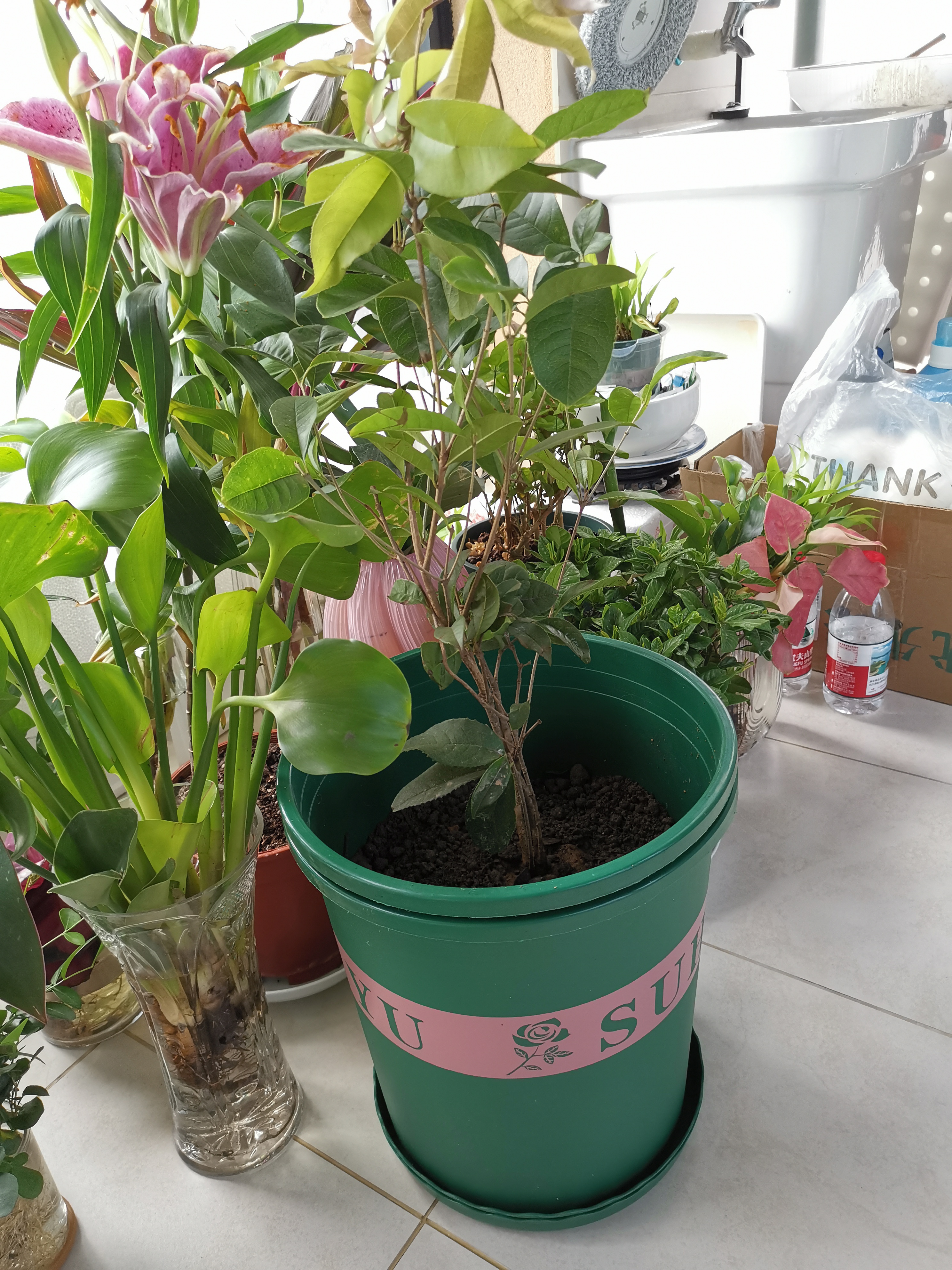 花盆绿植盆栽加厚塑料简约多肉小盆阳台客厅月季玫瑰大号家用花盆 高款5加仑(口径26.5cm)2个盆 配套托盘 实拍图