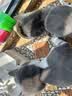 LEGENDSANDY蓝氏全价猫粮成猫幼猫生骨肉冻干粮 猎鸟乳鸽500g 实拍图