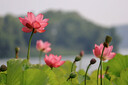 适马（SIGMA）23mm F1.4 DC DN｜Contemporary 半画幅 大光圈定焦镜头 微单人像直播（佳能RF卡口） 实拍图