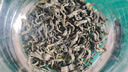 羊头山药茶系列—连翘绿茶独立小包装 【活动装】2g*10袋 实拍图