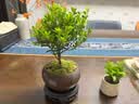 八芽 小叶赤楠盆景摆件室内绿植花卉盆栽老桩客厅办公室桌面好养植物 （【热销款】舍得紫砂盆赤楠+苔藓+底座） 实拍图