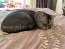伯纳天纯经典系列通用蓝猫金渐层美短成猫猫粮毛球管理1.5kg/3斤 实拍图