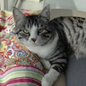 JKULNING宠物开结梳猫咪狗狗去浮毛打薄刷毛不锈钢梳子去底绒开结刀 实拍图