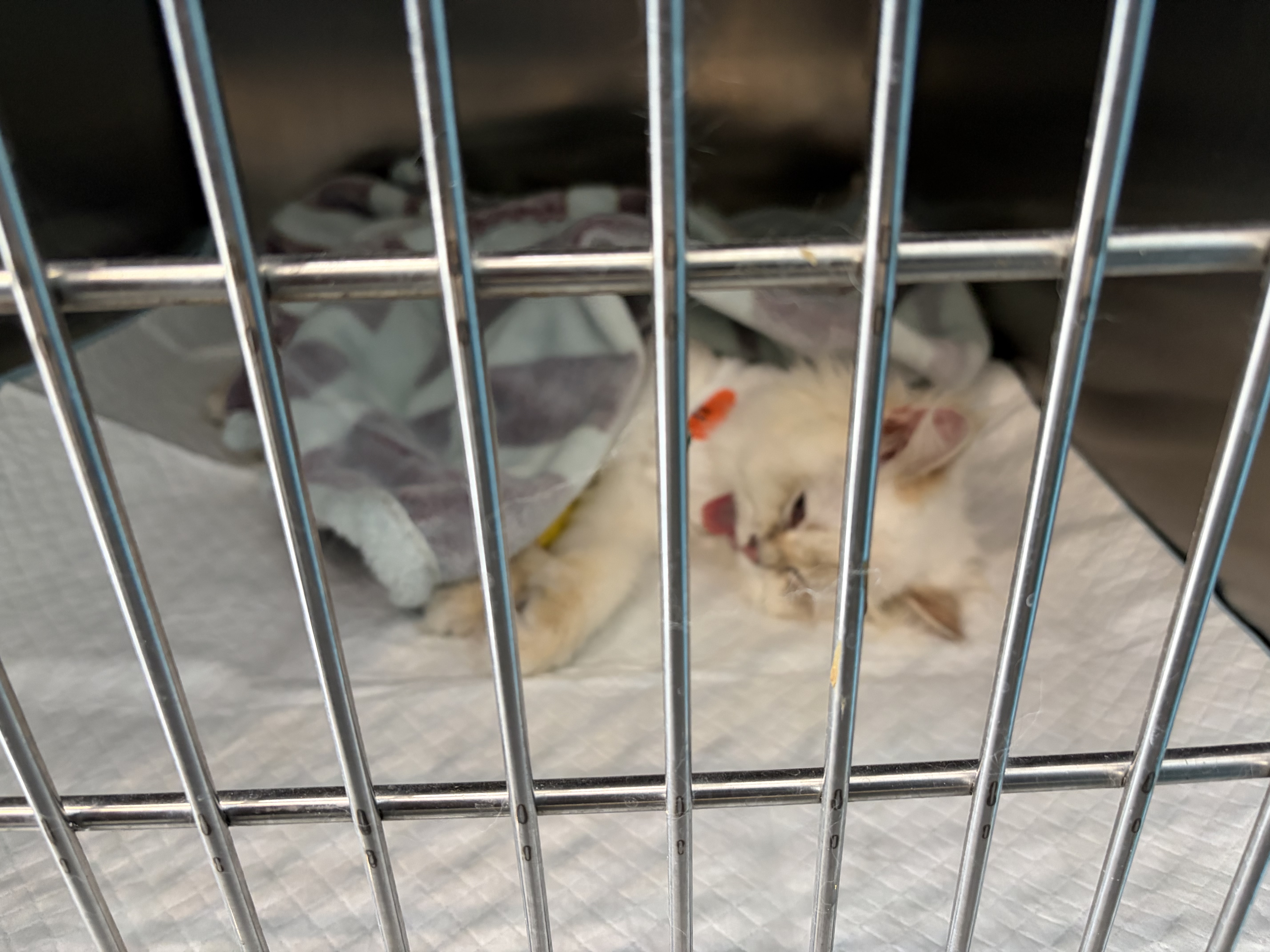欢宠网宠物猫咪绝育服猫手术服母猫衣服断奶术后恢复猫猫小猫透气防舔衣 实拍图