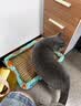 皇家英短成猫粮 BS34 通用粮 12月以上 4.5KG 实拍图
