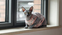 京东京造 幼猫全价猫粮4.5kg(1.5kg*3) 乳清蛋白羊奶免疫护肠胃 实拍图