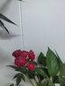 玫瑰花云南鲜花批发真花家用鲜花插瓶水养节日礼物玫瑰鲜花 黄玫瑰18+2枝防损耗 实拍图