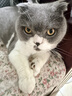 皇家猫粮10kg英短猫粮成猫粮布偶美短波斯虎斑蓝猫国产全价猫粮通用粮 BS34英国短毛猫成猫猫粮2kg 实拍图