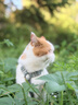 地狱厨房（Hell's Kitchen）宠物猫零食鸭胸肉无添加猫咪狗狗通用营养零食鸭大胸冻干40g*1包 实拍图