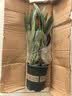 花翁鸿运当头盆栽室内花卉鲜花办公室客厅桌面摆件绿植物大花源头直发 实拍图