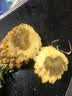广东徐闻香水菠萝新鲜水果生鲜热带孕妇水果整箱包邮 【限时低价】1个装  净重650g起 实拍图