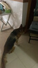 麦富迪狗粮 无谷牛肉双拼狗粮成犬 小型犬中大型犬通用15kg/30斤 实拍图