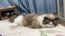 皇家幼猫猫粮 幼猫奶糕 K36 通用粮 4-12月 2KG 实拍图