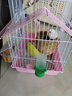 万宠汇 鸟活体虎皮鹦鹉笼养牡丹玄风活鸟学说话手养小太阳鹦鹉宠物鹦鹉 虎皮2只颜色备注+双层笼+粮1斤 实拍图