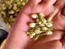 玉滋堂特级茉莉花茶花苞茶叶新花干花蕾花草茶养生茶3罐装 实拍图