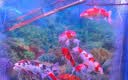 森森鱼缸增氧泵水族箱氧气泵家用小型充氧泵LQE-400 5W双孔+全套配件 实拍图