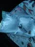 雅姿花性感蕾丝内衣女深V小胸罩聚拢调整型收副乳无钢圈上托防下垂文胸 白色套装 XL 38/85(AB通杯约2.2CM) 实拍图