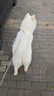 伯纳天纯舒纯系列全价狗粮三文鱼配方犬粮低敏成犬幼犬主粮12kg/24斤 实拍图