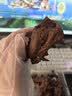 周黑鸭【选5盒】锁鲜星享盒装麻辣新鲜卤味办公室休闲零食 经典甜辣：卤鸭锁骨150g 实拍图