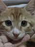 pidan混合豆腐猫砂 除臭结团经典款豆腐膨润土皮蛋猫砂2.4kg*8包 实拍图