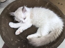 疯狂的主人猫抓板窝碗形大号猫抓盆不掉屑猫窝宠物猫玩具瓦楞纸猫爪板 实拍图