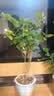 绿有意绿植盆栽多肉花卉盆栽植物室内桌面水培绿植办公室客厅植物懒人 清香3盆】栀子花+九里香+茉莉花 实拍图