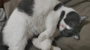 卫仕（NOURSE）五拼冻干猫粮鲜肉全阶段成幼通用猫乳鸽鹿肉猫咪宠物营养无谷主粮 20%鸡肉冻干5kg 实拍图