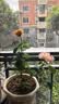 意轩【带花苞】欧月果汁阳台室内观花植物花卉盆栽四季开花月季 小苗【带花苞发】 实拍图