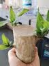 花翁巴西木格鲁特水养幸运木水培盆栽办公室内阳台花卉绿植物源头直发 实拍图