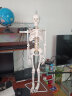 85CM人体骨骼模型骨架人体模型成人小白骷髅教学脊椎全身骷髅标本带脊柱神经带椎间盘 肌肉着色韧带 B款85cm挂式骨骼带椎间盘及神经 实拍图