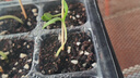 德沃多蔬菜专用植物营养土40L园艺种菜土壤盆栽果蔬花土种植 实拍图