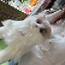Chongker宠客仿真玩偶趴姿布偶猫咪公仔毛绒娃玩具送女生送女朋友生日礼物 白色裸猫 35*20*23 实拍图