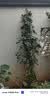 坤卉蔷薇花苗爬藤耐寒藤本月季特大爬墙花卉阳台盆栽庭院植物四季开花 晒单实拍图