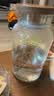 青苹果新中式玻璃冷水壶冷泡壶1.95L 耐高温家用大容量高硼硅泡茶凉水壶 实拍图