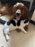 麦富迪狗粮 藻趣儿狗粮成犬粮牛肉螺旋藻 均衡营养15kg/30斤 实拍图