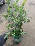 花行榜蓝莓果树苗盆栽庭院地栽南北方种植耐寒 绿宝石40-50cm高源头直发 实拍图