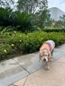 Meatyway爵宴宠物狗狗零食蜜汁兔脊骨 120g犬专用宠物训练奖励 实拍图