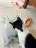 冠能猫粮成猫猫粮三文鱼味2.5kg 全价猫粮 稳固免疫 适口性强 实拍图