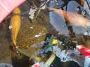 桑岛鱼粮金鱼饲料锦鲤饲料鱼食观赏鱼通用2mm上浮不浑水440g 实拍图