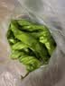 【东东买菜】新鲜薄皮肉厚香辣螺丝椒新鲜采摘青椒虎皮辣椒 新鲜福建螺丝椒净重1.8斤 实拍图