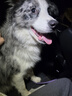 皇家狗粮 贵宾老年犬狗粮泰迪犬粮宠物小型犬PDA26全价犬粮 ≥8岁 3KG 实拍图