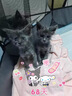 添赐力奶糕猫粮幼猫12月龄乳铁蛋白奶糕猫咪牛初乳免疫粮3LB(1.36kg) 实拍图