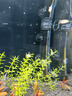 创星鱼缸加热棒电加热器自动恒温水族箱小型乌龟缸加温棒HCH 【自动恒温】适25L缸内蓝头HCH-50W 实拍图