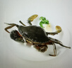 鲜活青蟹(肉蟹)150-200g/只 实拍图