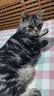 领先鸡肉主食猫条14g*15条猫咪零食罐头猫粮湿粮（新老款随机发货） 实拍图