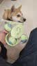 HELLOJOY狗狗玩具耐咬磨牙球宠物幼犬小狗比熊用品小型犬拔河自嗨解闷神器 实拍图