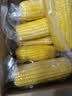 京鲜生东北黄玉米棒200g×8棒25年新玉米 真空黏玉米 多种包装 源头直发 实拍图