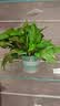 京东绿植绿萝盆栽除甲醛花卉绿植办公室新房净化空气180加仑4盆装源头直发 实拍图