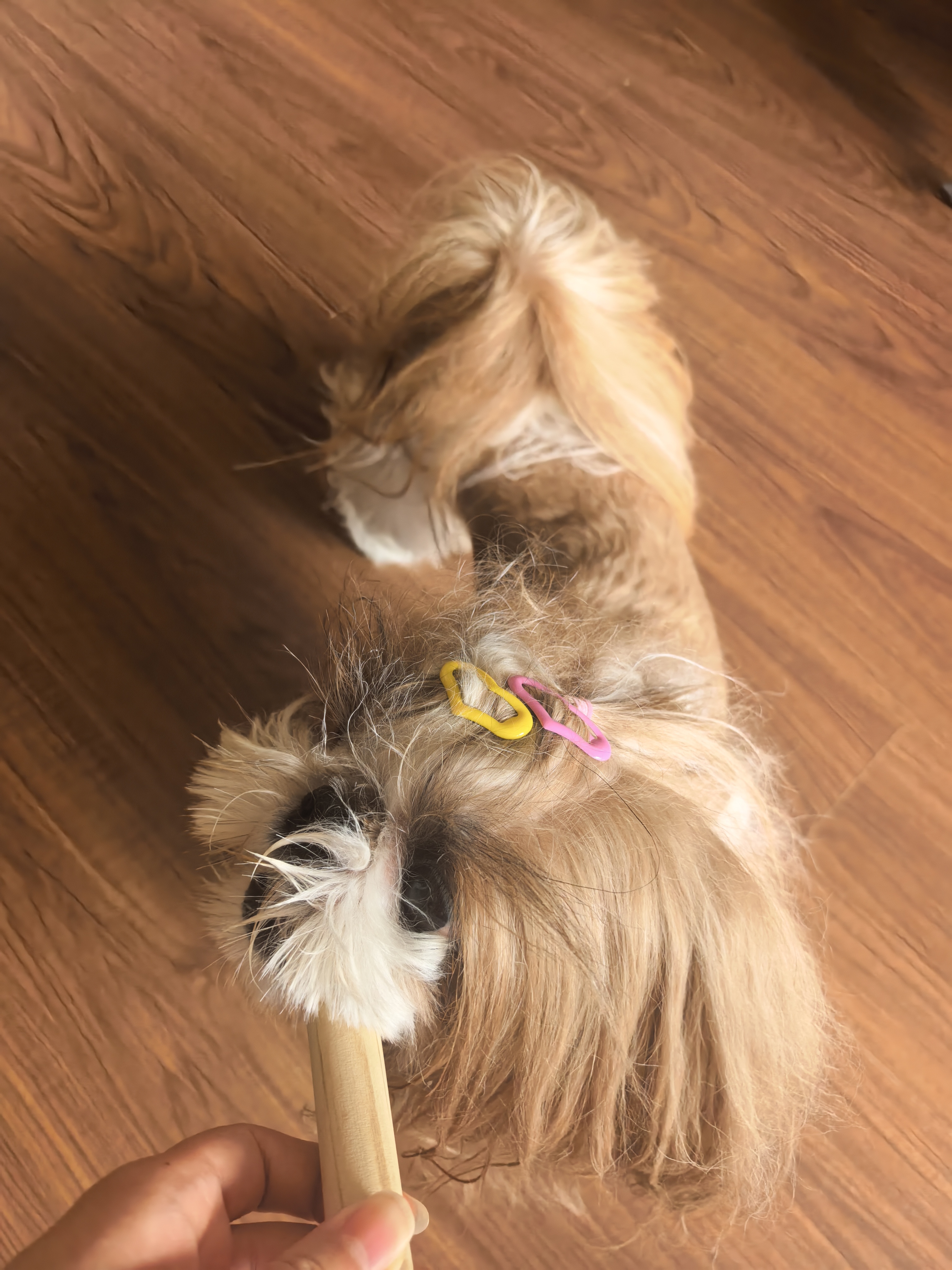 HELLOJOY咖啡木磨牙棒狗狗宠物玩具洁牙洁齿大中小型幼犬防拆家专用耐啃咬 实拍图