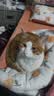 顽皮（Wanpy）顽皮经典全价主食猫罐吞拿鱼牛肉配方85g*24成猫零食主食黑金罐头 实拍图
